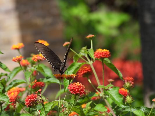 Cincinnati Zoo & Botanical Garden by null