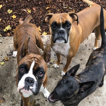 Fuzzy Buddies Pet Services - Say cheese! - Dog Walkers Near Me
