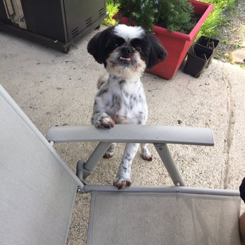 Animal Hospital At Murphy's Corner - My dogs hair cut! - Veterinarians Near Me - Everett, Washington Animal Hospital At Murphy's Corner - My dogs hair cut! - Veterinarians Near Me - Everett, Washington