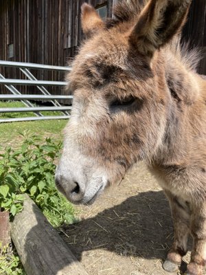 Leaping Lamb Farm by null