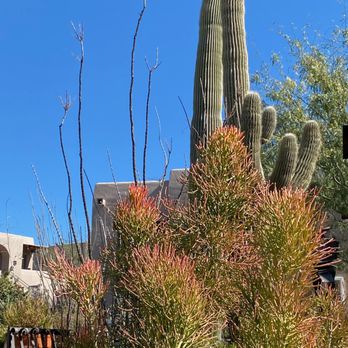 Terraza Garden Patio & Lounge - Music Venues Near Me - Tucson, Arizona Terraza Garden Patio & Lounge - Music Venues Near Me - Tucson, Arizona