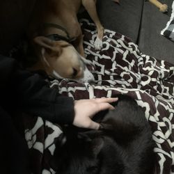The Golden Leash - Sleepy doggo