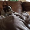 Jackson County Humane Society gift card