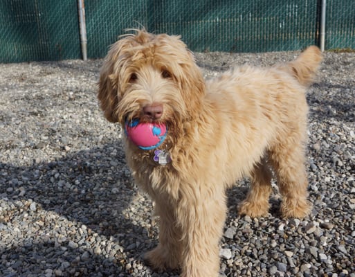 black creek labradoodles