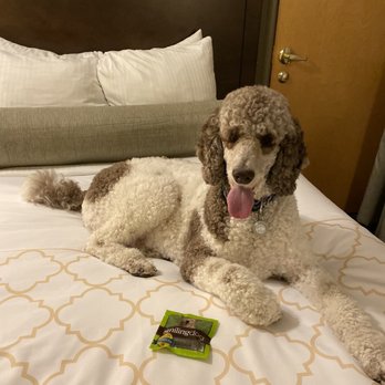 St. Charles Inn - Cleo got a treat when we checked in - Hotels Near Me - New Orleans, Louisiana