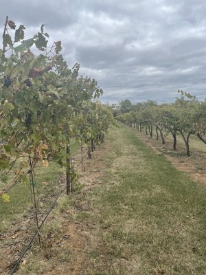Eden Hill Winery and Vineyard by null