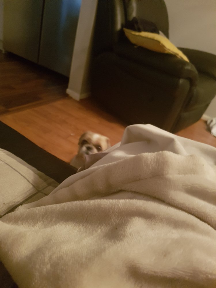 midlands veterinary clinic