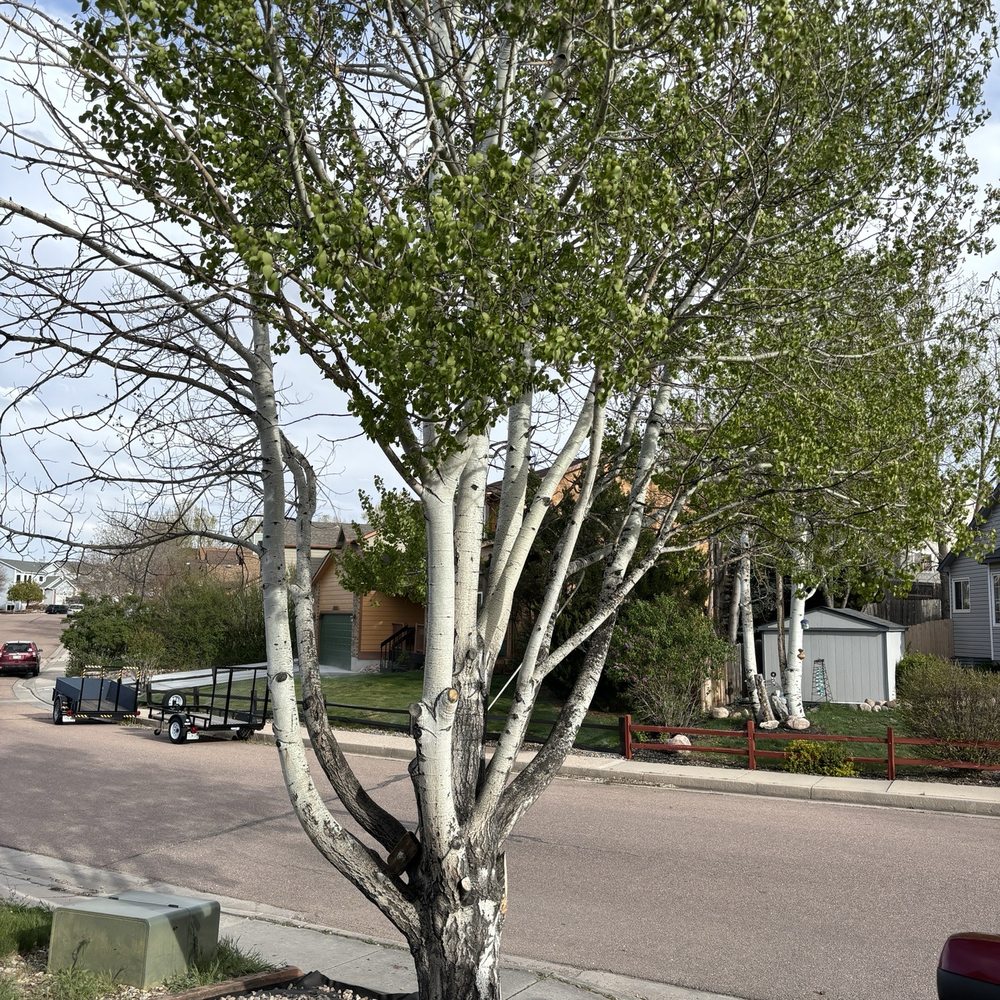 King Tree Service - Before - Tree Services Near Me - Colorado Springs, Colorado King Tree Service - Before - Tree Services Near Me - Colorado Springs, Colorado
