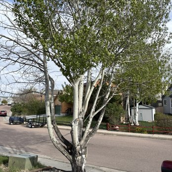 King Tree Service - Before - Tree Services Near Me - Colorado Springs, Colorado King Tree Service - Before - Tree Services Near Me - Colorado Springs, Colorado