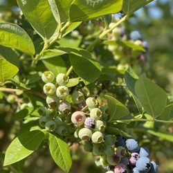 Powder Blueberry Farm