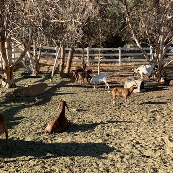 Holmstead Ranch Resort - Goats - Resorts Near Me - Central, Utah Holmstead Ranch Resort - Goats - Resorts Near Me - Central, Utah