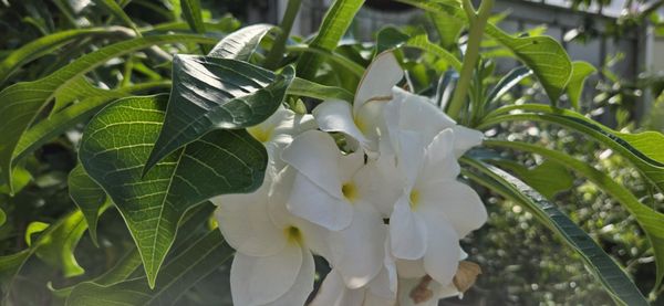 Anna Scripps Whitcomb Conservatory by null