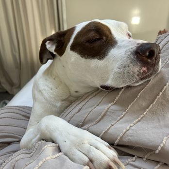 Wilson Veterinary Hospital - Veterinarians Near Me - Washington, Michigan Wilson Veterinary Hospital - Veterinarians Near Me - Washington, Michigan