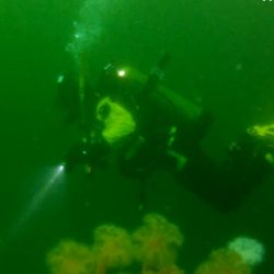Hoodsport 'N Dive