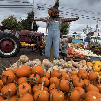 Biggers Market - Pumpkins everywhere! 10-03-2025 - Farmers Market Near Me - Wilmington, North Carolina Biggers Market - Pumpkins everywhere! 10-03-2025 - Farmers Market Near Me - Wilmington, North Carolina