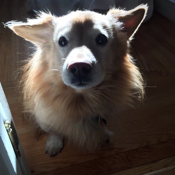Boston Dog Lodge - Pet Boarding Near Me