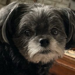 Sinnie with her fresh haircut!! Sinnie with her fresh haircut!!