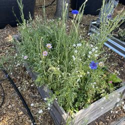 The children love the garden!