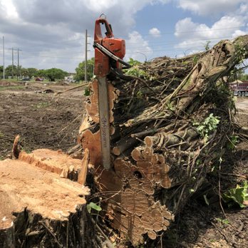 Specialized Tree Care - Removal of 60ft ficus tree - Tree Services Near Me - Doral, Florida Specialized Tree Care - Removal of 60ft ficus tree - Tree Services Near Me - Doral, Florida