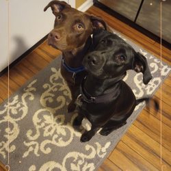 Cliffdale Animal Hospital - Molly and Mia.
