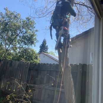 Valley Tree Solutions - Tree Services Near Me Valley Tree Solutions - Tree Services Near Me