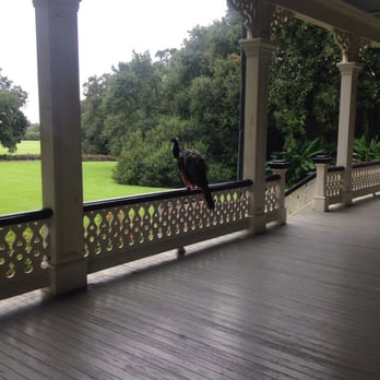 Rip Van Winkle Gardens - Peacocks on the porch of The Jefferson House. Beautiful. - Venues & Event Spaces Near Me - New Iberia, Louisiana Rip Van Winkle Gardens - Peacocks on the porch of The Jefferson House. Beautiful. - Venues & Event Spaces Near Me - New Iberia, Louisiana
