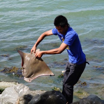 Brisbane Marina - Yikes, it is a Stingray! - Marinas Near Me - Brisbane, California Brisbane Marina - Yikes, it is a Stingray! - Marinas Near Me - Brisbane, California