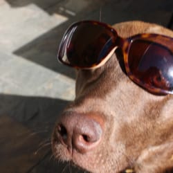 Paws At Home In Bend - Koko just chillin