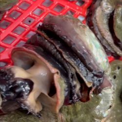 Ocean Blue Seafood