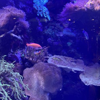 New England Aquarium - Aquariums Near Me - Boston, Massachusetts New England Aquarium - Aquariums Near Me - Boston, Massachusetts