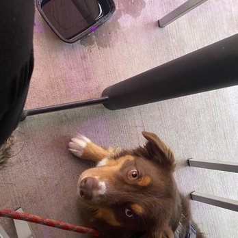Kalaveras - They brought him water! - Breakfast & Brunch Near Me - Newport Beach, California