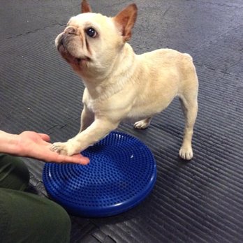 Holistic Veterinary Care - Low five for a job well done - Veterinarians Near Me - Oakland, California