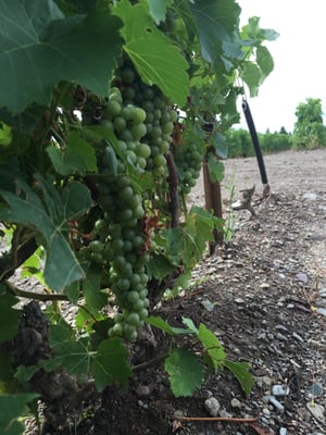 Vignoble de l’Orpailleur by null