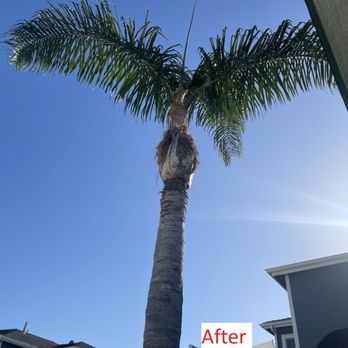 Sanchez Tree Service - After tree cutting! Looks great! - Tree Services Near Me Sanchez Tree Service - After tree cutting! Looks great! - Tree Services Near Me