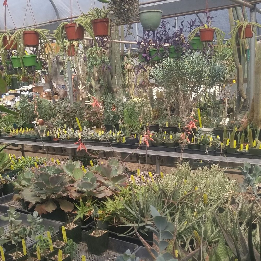 Poot's Cactus Nursery - Nurseries & Gardening Near Me - Ripon, California Poot's Cactus Nursery - Nurseries & Gardening Near Me - Ripon, California