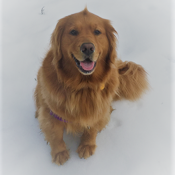 Happee Groomers - Our Ginger Girl. - Pet Groomers Near Me