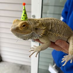 EverWonder Children's Museum - Einstein welcoming a birthday party