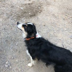 Margot Kempf - Farm dog