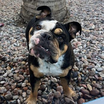 Majestic Dog Training - Pet Training Near Me - Palm Desert, California Majestic Dog Training - Pet Training Near Me - Palm Desert, California