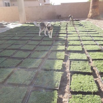 StarCarpetLV - Landscaping Near Me StarCarpetLV - Landscaping Near Me