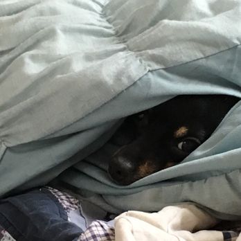 IndyHumane - She really loves naps - Animal Shelters Near Me - Indianapolis, Indiana