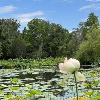Mobile Japanese Garden - Lotus pond - Botanical Gardens Near Me - Mobile, Alabama Mobile Japanese Garden - Lotus pond - Botanical Gardens Near Me - Mobile, Alabama
