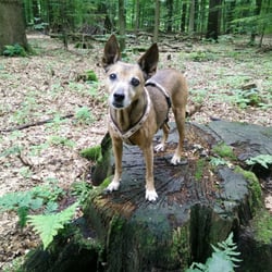 Volksdorfer Wald