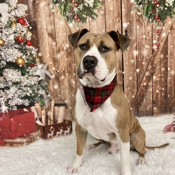 Vista Pet Groomery - Our sweet pup all clean and happy! - Pet Groomers Near Me - Vista, California Vista Pet Groomery - Our sweet pup all clean and happy! - Pet Groomers Near Me - Vista, California
