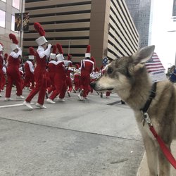 Houston Rodeo Parade