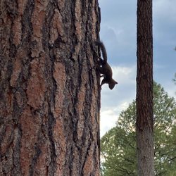 Pinetop Lakes Golf & Country Club - Rascally squirrels