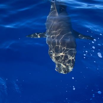Banzai Adventures - Galapagos shark came up to say hello - Boat Tours Near Me - Haleiwa, Hawaii Banzai Adventures - Galapagos shark came up to say hello - Boat Tours Near Me - Haleiwa, Hawaii