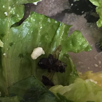 Volante Farms - Dead fly found in my grilled chicken Greek salad! - Nurseries & Gardening Near Me - Needham, Massachusetts