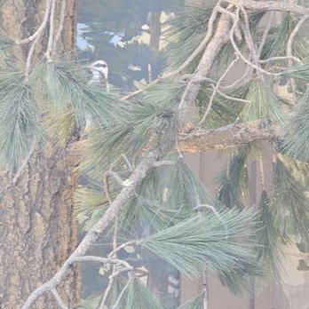 Peaks Restaurant - Decor - New American Near Me - Palm Springs, California