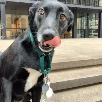 MixyPaws - Dog Walkers Near Me - New York, New York MixyPaws - Dog Walkers Near Me - New York, New York